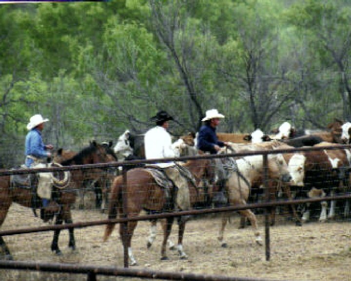 wtrcom_cowboys_working_cattle_photo.jpg