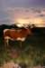 wtrcom_sunset_longhorn_small.jpg